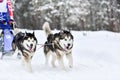 Siberian husky sled dog racing Royalty Free Stock Photo