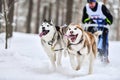 Siberian husky sled dog racing Royalty Free Stock Photo