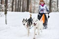 Siberian husky sled dog racing Royalty Free Stock Photo