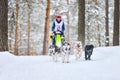 Siberian husky sled dog racing Royalty Free Stock Photo