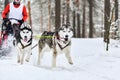 Siberian husky sled dog racing Royalty Free Stock Photo