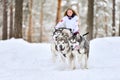 Siberian husky sled dog racing Royalty Free Stock Photo