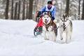 Siberian husky sled dog racing Royalty Free Stock Photo