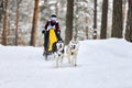 Siberian husky sled dog racing Royalty Free Stock Photo