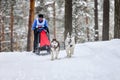 Siberian husky sled dog racing Royalty Free Stock Photo