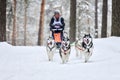 Siberian husky sled dog racing Royalty Free Stock Photo