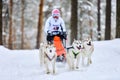 Siberian husky sled dog racing Royalty Free Stock Photo