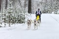 Siberian husky sled dog racing Royalty Free Stock Photo