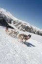 Siberian husky sleddog in Alps. Royalty Free Stock Photo