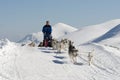 Siberian husky sleddog in Alps. Nockberge-longtrail Royalty Free Stock Photo