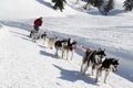 Siberian husky sleddog in Alps. Nockberge-longtrail