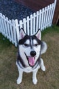 Siberian husky smiling in the garden