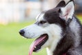 Siberian Husky smiling portrait side view