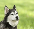 Siberian Husky with smirking expression