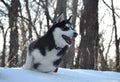 Siberian Husky in the snow