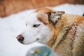 Siberian Husky in the snow