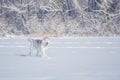 Siberian husky in snow winter