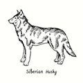 Siberian Husky standing side view. Ink black and white doodle drawing