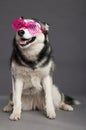 Siberian Husky Studio Portrait with Funky Pink Glasses Royalty Free Stock Photo