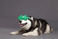 Siberian Husky Studio Portrait with Green Clover Glasses Royalty Free Stock Photo