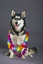 Siberian Husky Studio Portrait with Hawaiian Flower Necklace Royalty Free Stock Photo