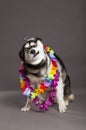 Siberian Husky Studio Portrait Shaking Head with Flower Necklace Royalty Free Stock Photo