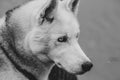 siberian husky studio shoot. on gray. black and white photo