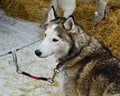 Siberian Husky Tied Down Royalty Free Stock Photo