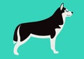 Siberian husky vector illustration. adorable black and white Husky Royalty Free Stock Photo