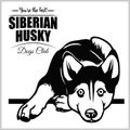 Siberian Husky - vector illustration for t-shirt, logo and template badges Royalty Free Stock Photo