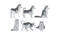 Siberian Husky Vector Set. Purebred Doggy in Different Poses