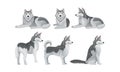 Siberian Husky Vector Set. Purebred Doggy in Different Poses