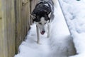 Siberian husky walking by the wall