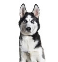 Siberian husky wearing a collar, isolated on white