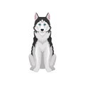 Siberian Husky, white and black purebred dog animal with blue eyes, front view vector Illustration on a white background Royalty Free Stock Photo