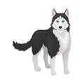 Siberian Husky, white and black purebred dog animal with blue eyes, front view vector Illustration on a white background Royalty Free Stock Photo