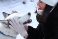 Siberian husky at winter.