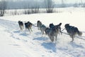 Siberian husky at winter.