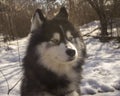 Siberian husky wolf dog in winter forest outdoor on the snow