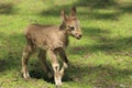 Siberian ibex