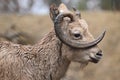 Siberian ibex