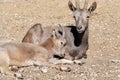 Siberian ibex love