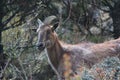 Siberian ibex standing in bushes on a mountainside of Himalayas