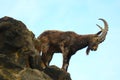 Siberian ibex standing on top of a rock, looking down