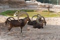 Siberian ibex (Capra sibirica)