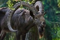 Siberian ibex (Capra sibirica).