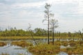 Siberian impassable swamp in the summer noon Royalty Free Stock Photo