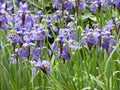 Siberian iris blooms in the garden in dappled sunshine isolated on white