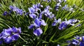 Siberian Iris flower