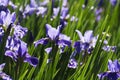 Siberian Iris flower